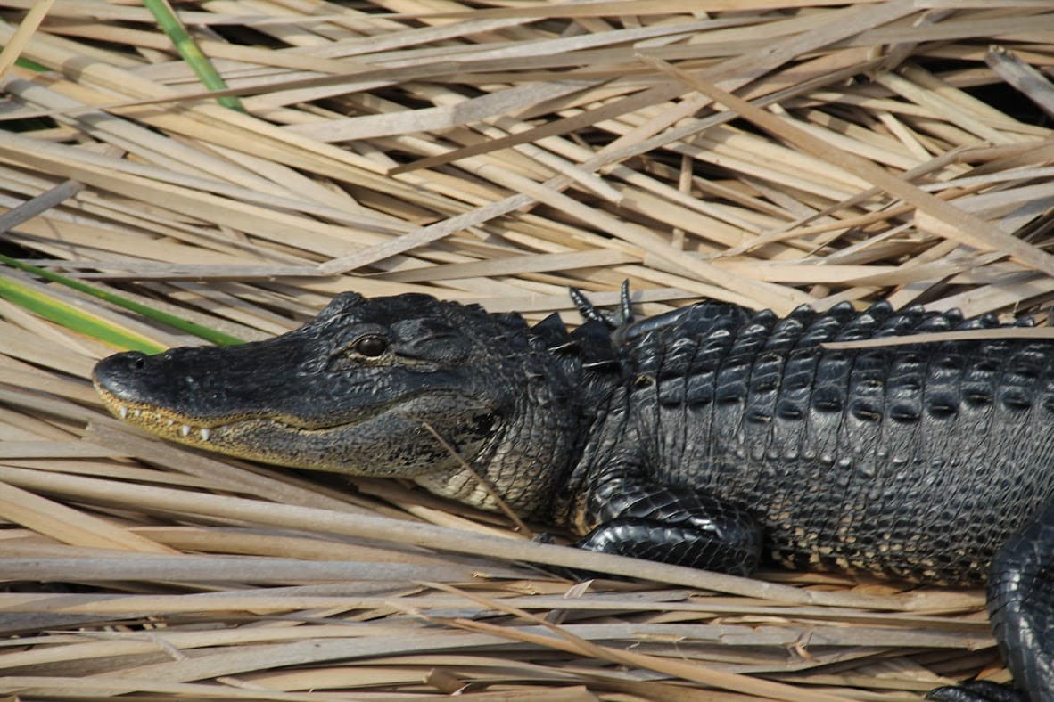 Close-up of an American alligator resting on dried reeds in the Florida wetlands