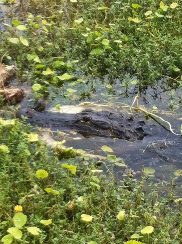American alligator basking on the bank at Blue Cypress Conservation Area near Vero Beach, Florida