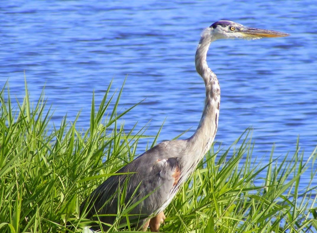 Great blue heron standing in the shallows at Blue Cypress Conservation Area during a Marsh Beast airboat tour