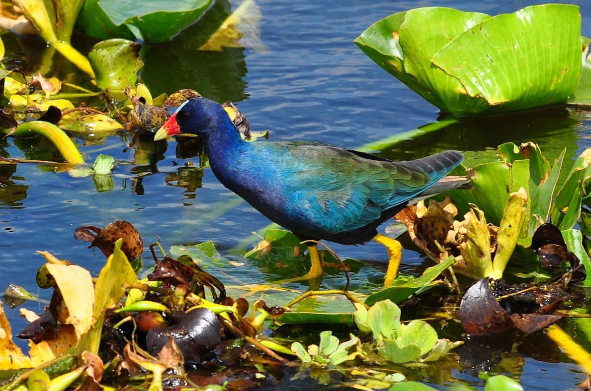 Purple gallinule wading through lily pads on a Marsh Beast airboat eco-tour